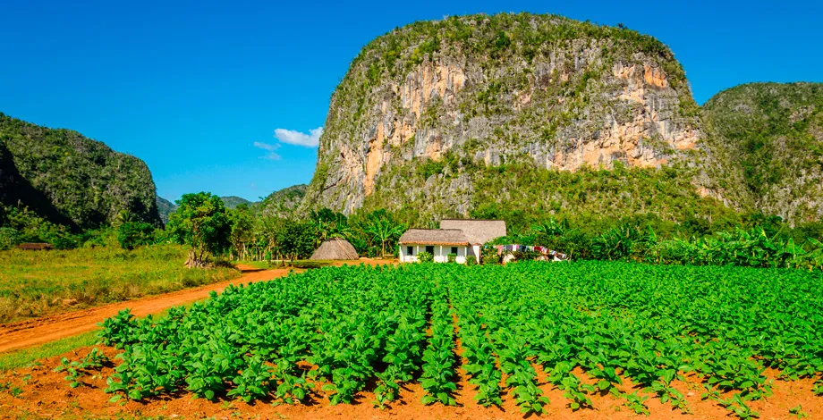The 2023 Tobacco Harvest in Cuba!