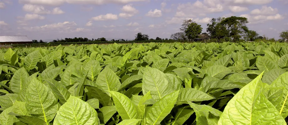 Five leaves that make up a cigar!