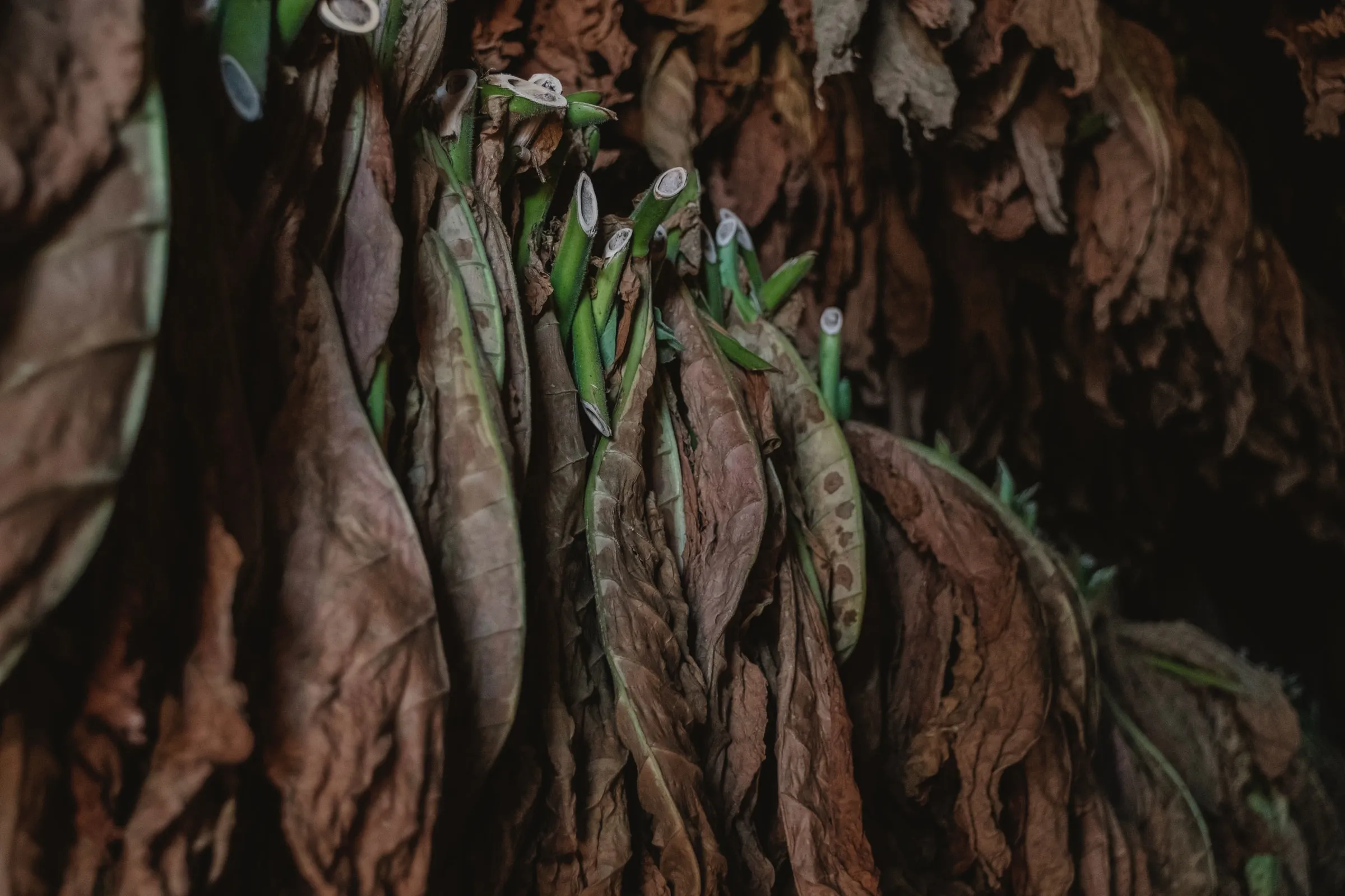 The perfect Leaf! The world of Habano.