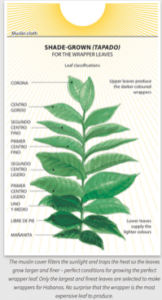 Shade-grown tobacco under muslin cloth (tapado) for wrapper leaf