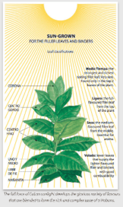 Sun-grown tobacco field for filler and binder leaf